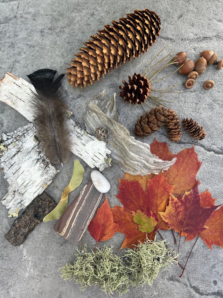 This may contain: some pine cones are laying on the ground next to other autumn leaves and acorns