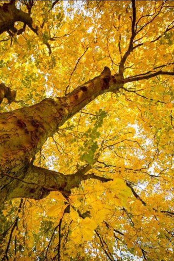 This may contain: the top of a tree with yellow leaves on it's trunk and branches in autumn