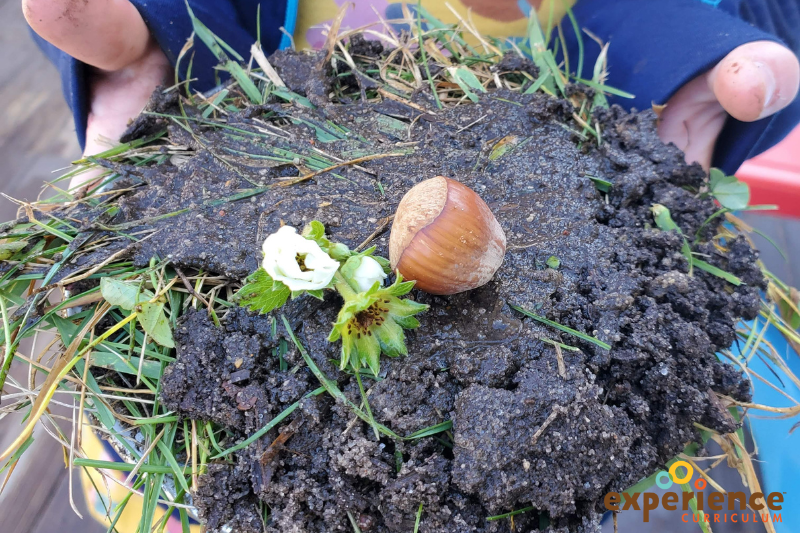 child holding a mud pie with grass, flowers and a nut | 50 Creative Ways to Explore Nature with Children