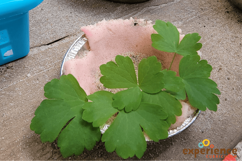 playdough pies outdoors | 50 Creative Ways to Explore Nature with Children