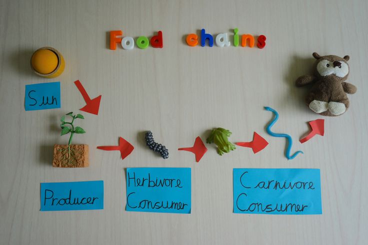 This may contain: the food chain is made up of different items