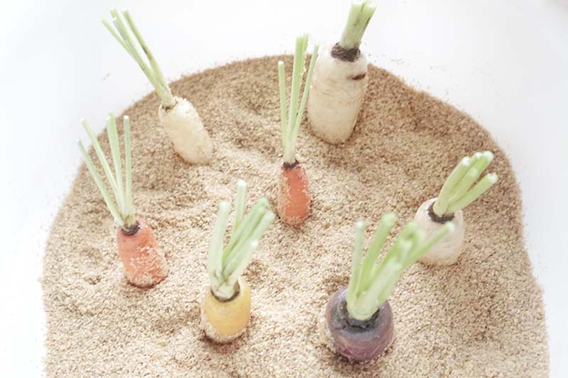 Vegetable Garden Sensory Bin for Toddlers