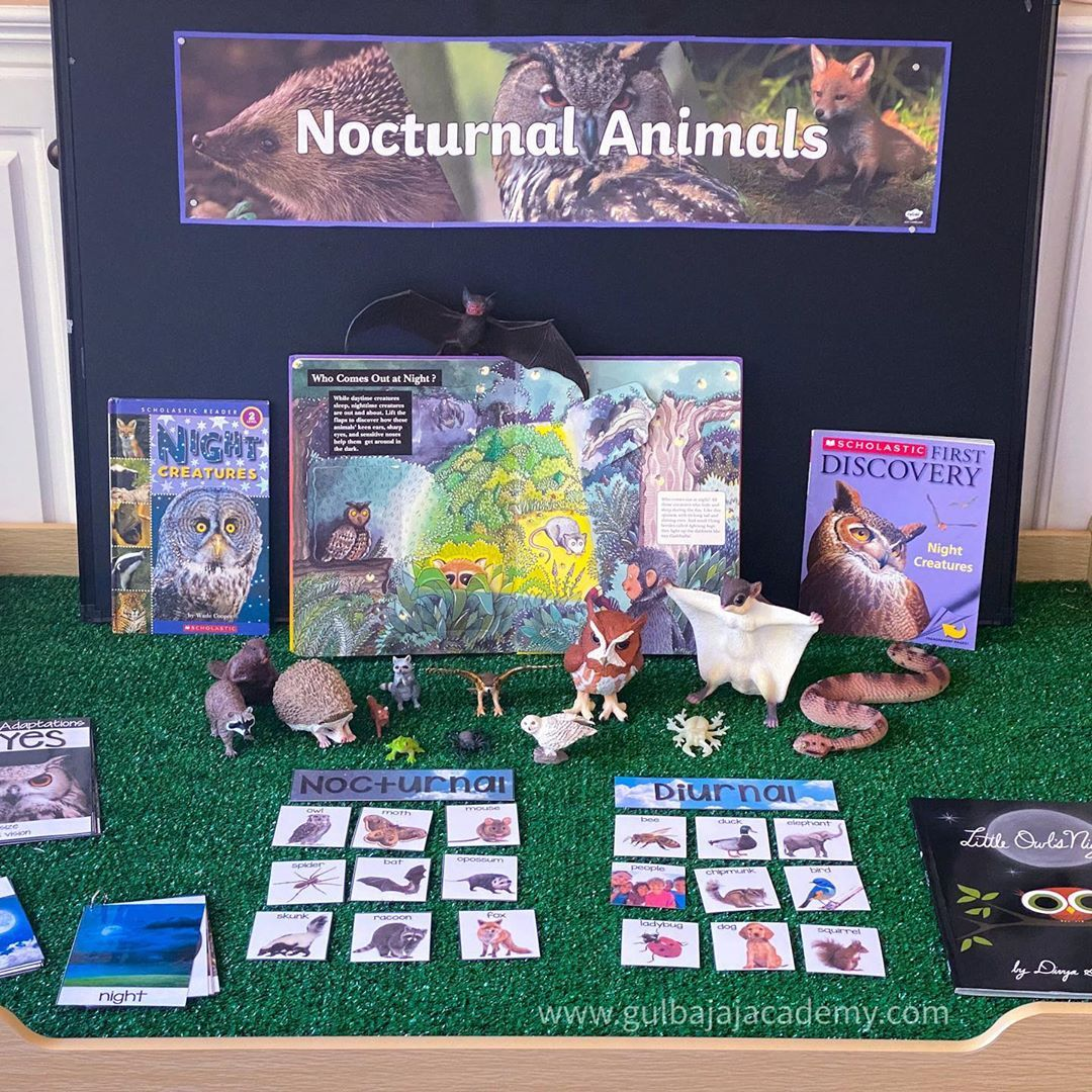 This may contain: the food chain is made up of different items