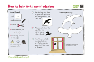 Birds avoid windows