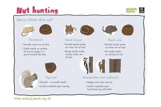 Nut hunting