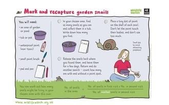 Garden snails
