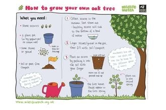 Grow an oak