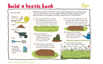 Beetle bank - thumb