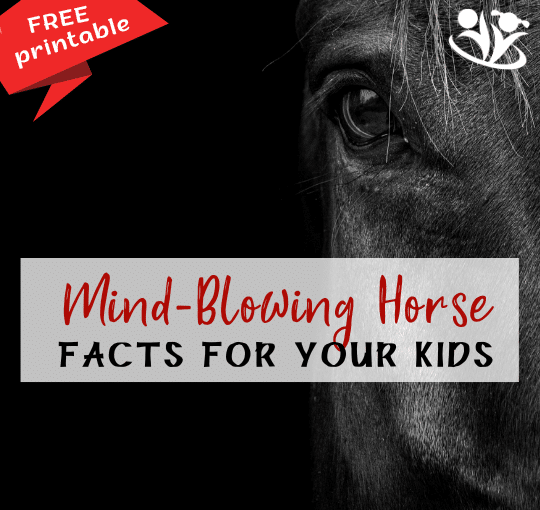 This new printable lets us dive into the fascinating world of horses! It’s packed with extraordinary facts that can spark kids’ curiosity and expand their understanding of these incredible creatures. #STEM #kidsactivities #funfacts #horses #creativelearning #braingym #kidminds #earlyeducation #laughingkidslearn