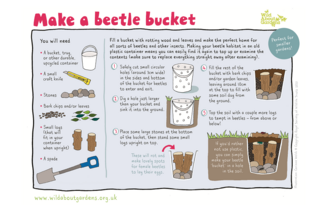 Make a beetle bucket