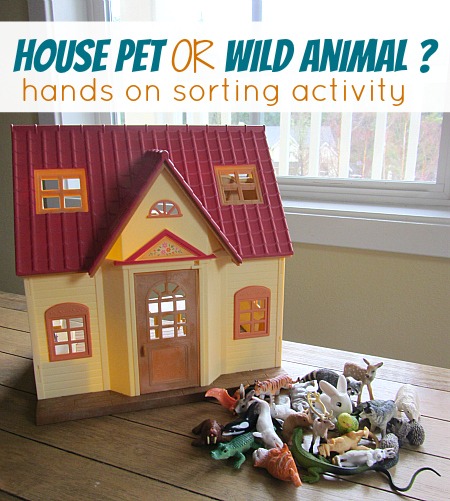 house pet or wild animal sorting activity