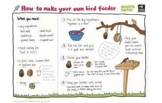 How to make a bird feeder