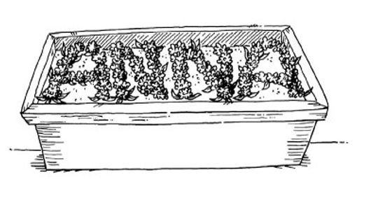 Plant Activities for Kids