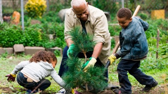 Tree Activities for Kids