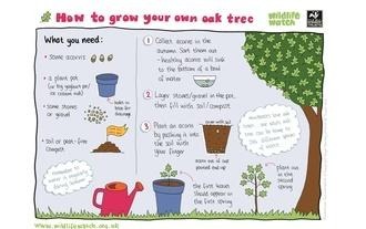 Grow an oak