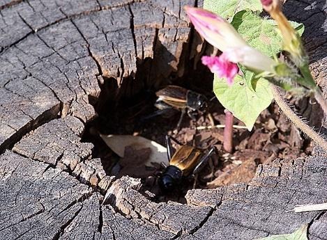 Crickets by Gail Napora